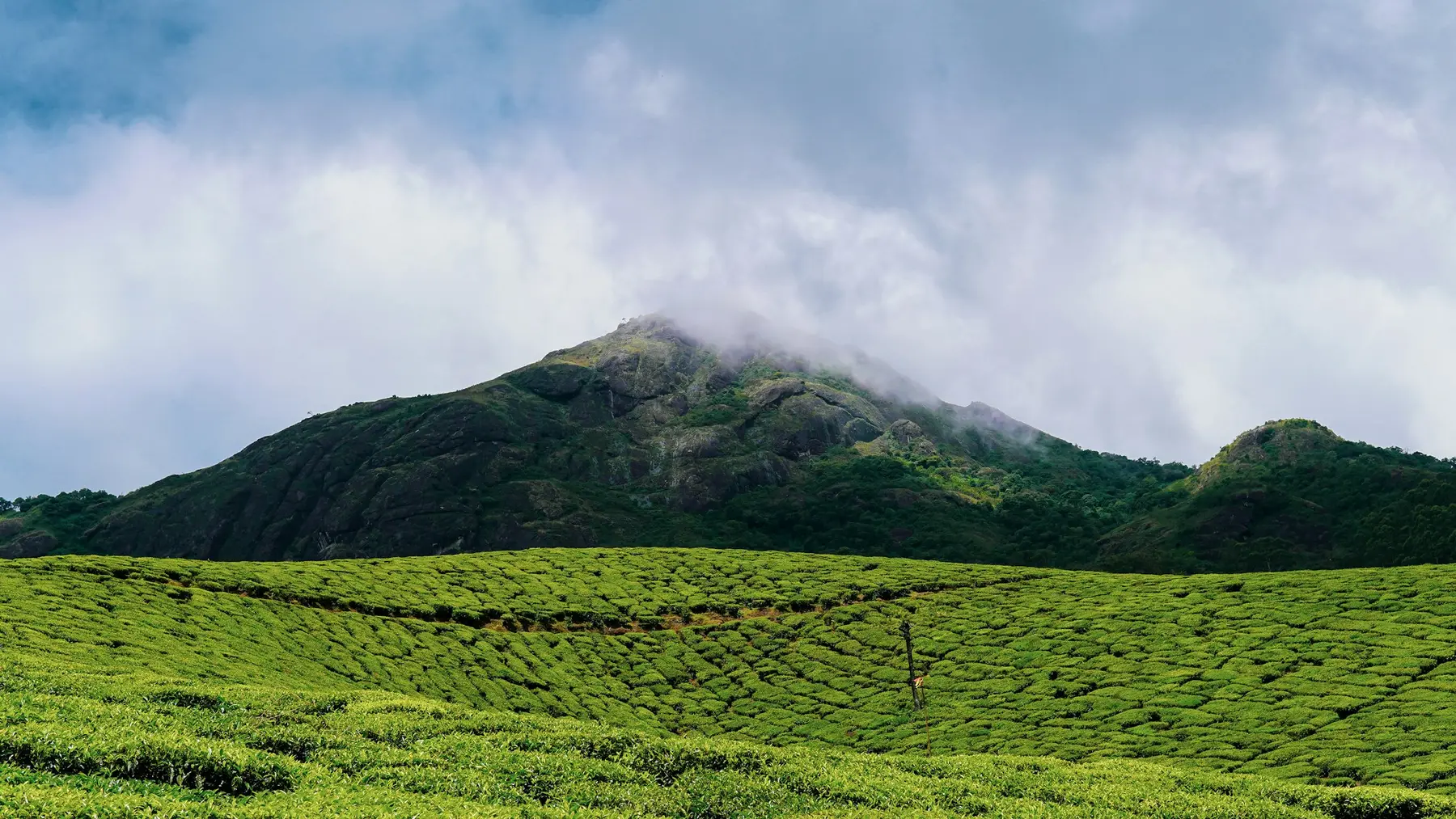 Tea country under a misty peak